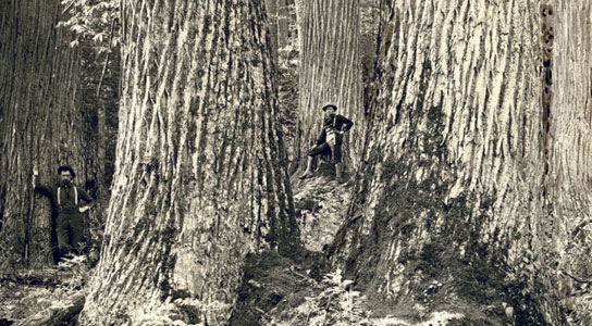 1900 black and white photo of large chestnut trees