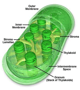 chloroplast structure