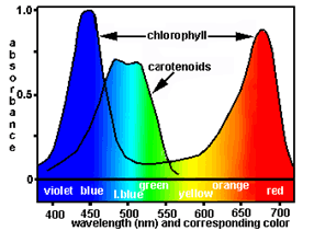 graph of wavelength vs. absorbance for chlorophyll and carotenoids