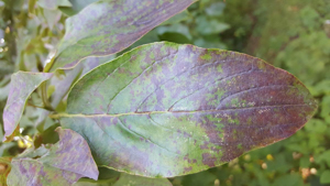 dogwood leaf changing colors to red