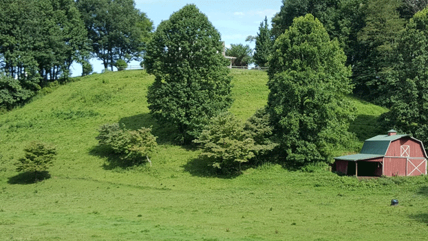 Aug 1 2018 dogwoods