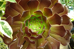 aeonium_purple.jpg