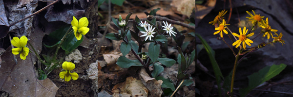 Round-leaved Yellow Violet (Viola rotundifolia), Star Chickweed (Stellaria pubera) and Golden Ragwort (Packera aurea)