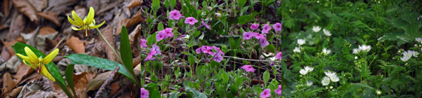 Trout Lilies, Creeping Phlox and Fringed Phacelia