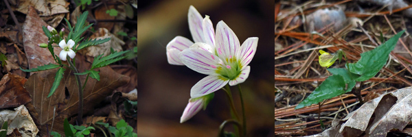 Cutleaf Toothwort, Spring Beauties and Halberd-leaved Yellow Violet