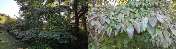 dogwood trees changing colors