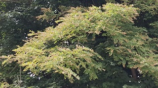 black locust