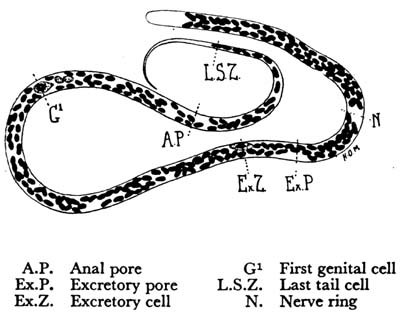 Dirofilaria immitis microfilaria. (From Soulsby, E.J.L. 1969).