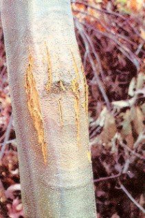 canker on a chestnut tree