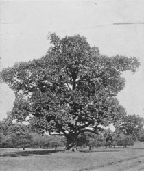 black and white photo of a mature chestnut tree
