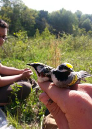 warblers in the field