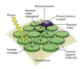 chlolophyll antennae and associated pigment molecules