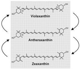 the xanthophyll cycle