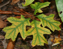 yellow oak leaves with green veins