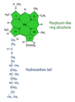 porphyrin-like ring structure, hydrocarbon tail