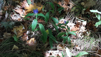 wildflowers on the ground at elk knob state park