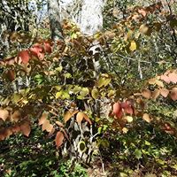 browning leaves on Elk Knob