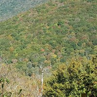 view of mostly green trees from elk knob state park