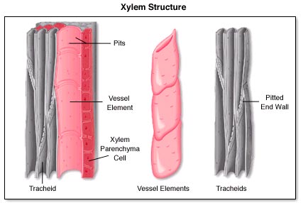 Figure showing xylem structure