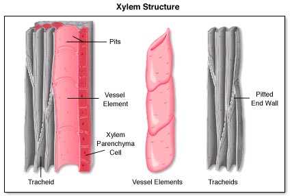 xylem structure biology tracheids vessels parenchyma tracheid transportation pits walls plant softwood fibres made fall plants august report color ecology