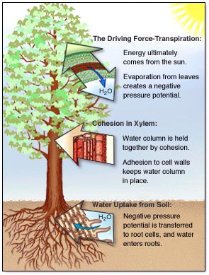 figure showing water cycle of a tree. Evaporation from the leaves creates a negative pressure potential, which is transferred to the roots that uptake water. Water is held together and to the tree via cohesion and adhesion.