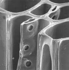 electron microscope photo of xylem structure
