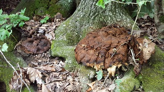 Forest fungi