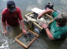 Gangloff and student sorting freshwater mussels in the river