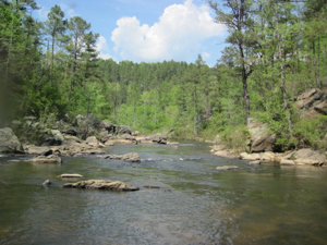 river with trees in the background