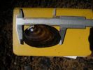 measuring length of a freshwater mussel