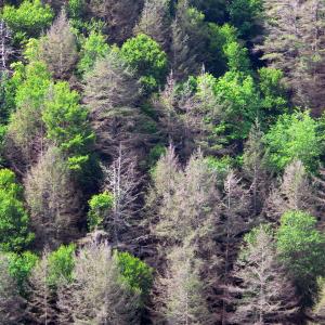 grove of dead hemlocks