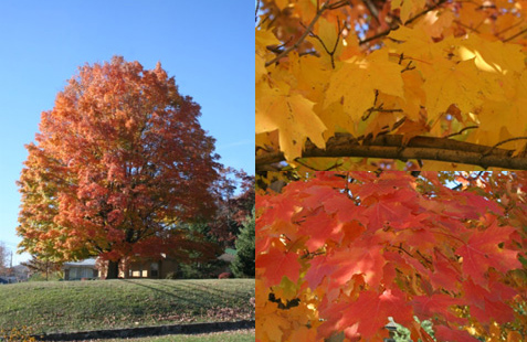 fall maple tree with closeups of yellow and orange branches