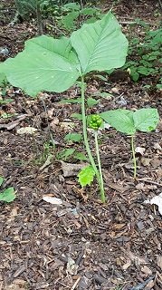 jack in the pulpit