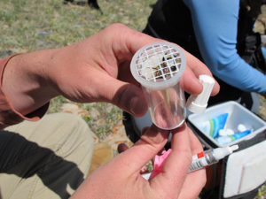 student marking bees for research