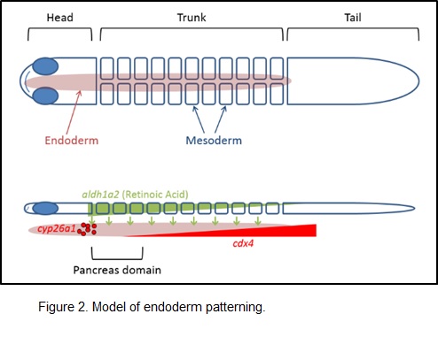 Model of endoderm patterning