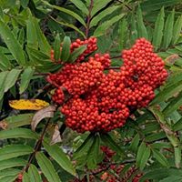 mountain ash fruit