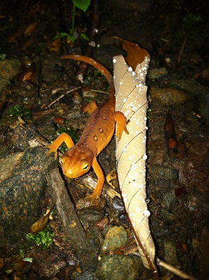 red eft