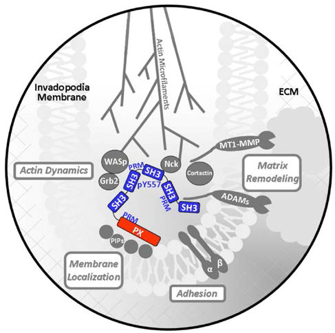 Cartoon of how the Src tyrosine kinase substrate and Tks5 adaptor protein (red & blue) may drive invadosome assembly and function