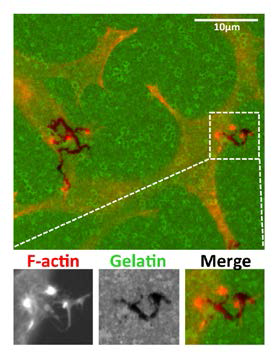 Tks5-overexpressing LNCaP prostate cancer cells produce invadopodia-like F-actin puncta (red) that co-localize with gelatin matrix (green) degradation (black).