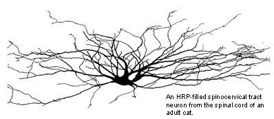 an hrp-filled spinocervical tract neuron from the spinal cord of an adult cat