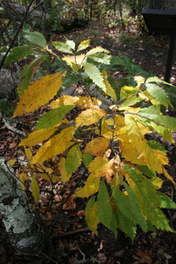 Chestnut seedling