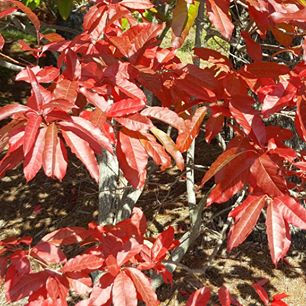 red leaves