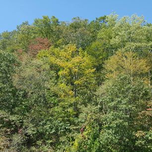 early fall color changes; trees mostly green but with spots of yellow and red