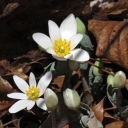 Bloodroot (wildflower)