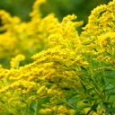 goldenrod