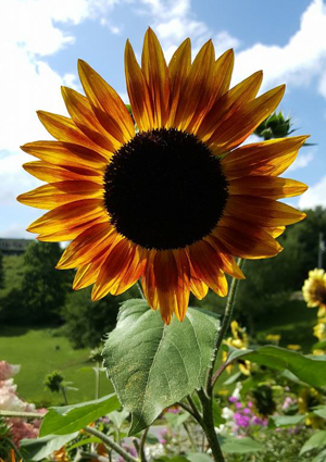 Sunflower