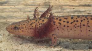 Photo of a southern Appalachian red salamandar, Pseudotriton ruber