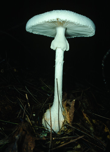 Amanita abrupta