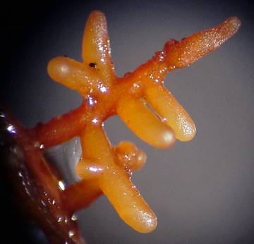 Ectomycorrhizal root tips on an oak seedling