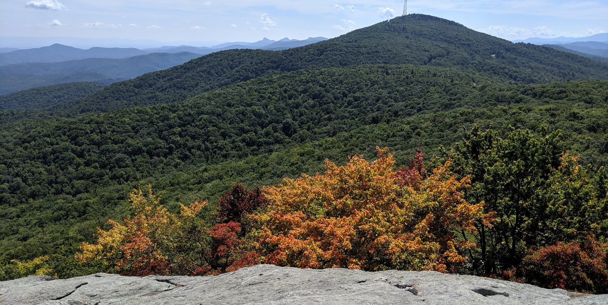 Maples and Sassafras Beacon Ridge